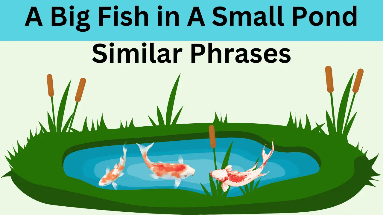 A Big Fish in A Small Pond Similar Phrases