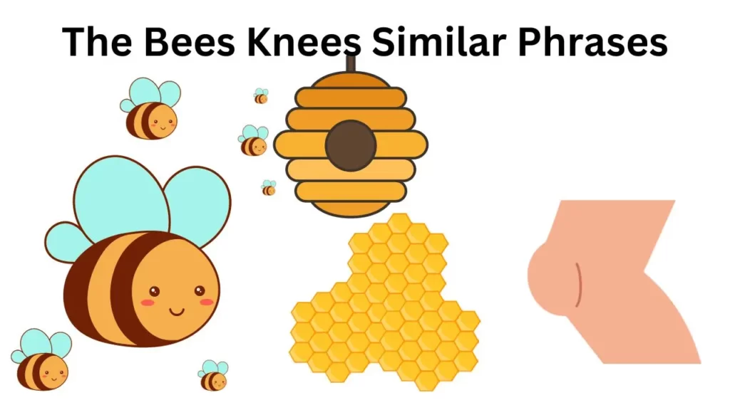 The Bees Knees Similar Phrases