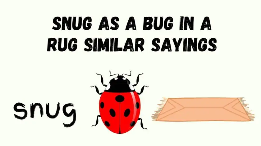 Snug as a Bug in A Rug Similar Sayings